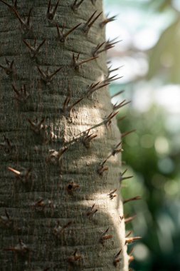 Tropik bitkiler. Alluaudia gövdesi, diyoerea yükselen. Keskin dikenleri olan dikenli bir çalı. Madagaskar 'dan sulu. Bitki arkaplanı.