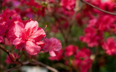 Açelya çiçekleri (Rhododendron Hinodegiri). Güzel, parlak açelya çiçekleri. Çiçek arkaplan. Sığ alan derinliği ve seçici odaklanma ile çekilen çekim. 