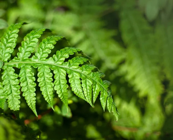 熱帯植物 緑のシダの葉は太陽に照らされます 花の自然な背景 夏と春の背景 — ストック写真