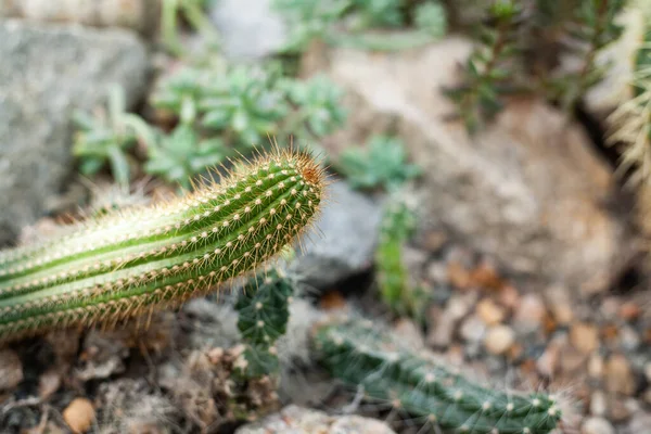 Green Oblong Cactus Botanical Garden Desert Plants Mexico Blurred Background — Stock Photo, Image