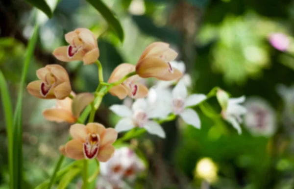 Suddig Blommig Bakgrund Orange Och Vita Orkidéer Grön Bakgrund Vårens — Stockfoto