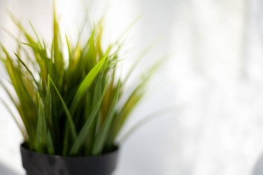 Arka plan bulanık, odak yok. Plastik bir tencerede yeşil çimen. Perdelerin gölgeli beyaz arka planı. Yapay saksı bitkisi, ev dekorasyonu..