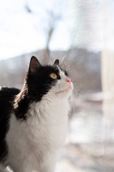 Evcil Siyah Beyaz Kedi Pencerenin Üzerinde Koruyucu Bir Kedi Güvende — Stok fotoğraf