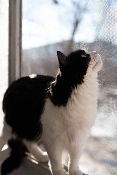 Domestic Black White Cat Protective Net Window Cat Safe Fall — Stock Photo, Image