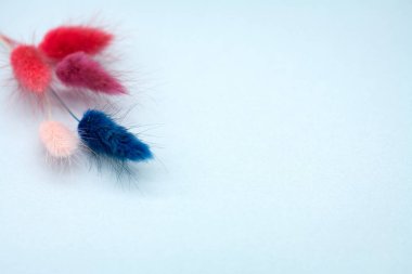 Hare kuyruğu (Lagurus ovatus). Çok renkli kuru çiçekler. Buket düzenlemeleri ve el işleri için. Çiçekçilik, dekorasyon, el yapımı. Minimalizm kavramı. Sağdaki metin için boşluk.