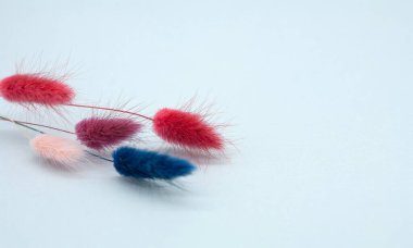 Hare kuyruğu (Lagurus ovatus). Çok renkli kuru çiçekler. Buket düzenlemeleri ve el işleri için. Çiçekçilik, dekorasyon, el yapımı. Minimalizm kavramı. Sağdaki metin için boşluk.