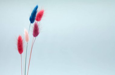 Hare kuyruğu (Lagurus ovatus). Çok renkli kuru çiçekler. Buket düzenlemeleri ve el işleri için. Çiçekçilik, dekorasyon, el yapımı. Minimalizm kavramı. Sağdaki metin için boşluk.