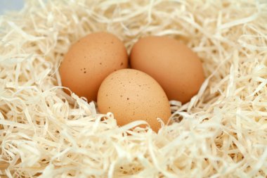 Tavuk yumurtası talaş yuvaya. 