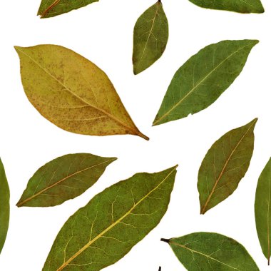  Kusursuz desen. Kurumuş sonbahar yaprakları. Baskı ve dekorasyon için. Yapraklar gerçek, boyanmamış. Bitki.