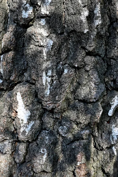 自然抽象的な背景 木の樹皮の質感を閉じます 古い白樺の樹皮 — ストック写真