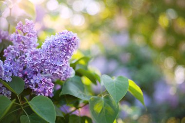 Bahar çiçeği arkaplanı. Çalıların üzerinde çiçek açan leylaklar. Metin için boş alan. Sığ alan derinliği, yumuşak seçici odak. Bokeh ile bulanık arkaplan.