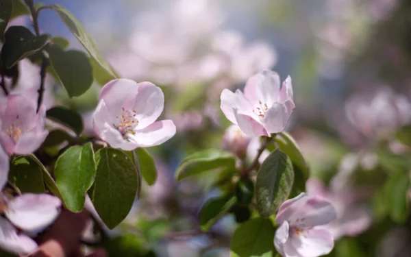 Primavera Borrosa Fondo Floral Fuera Foco Manzano Floreciente Flores Manzano — Foto de Stock