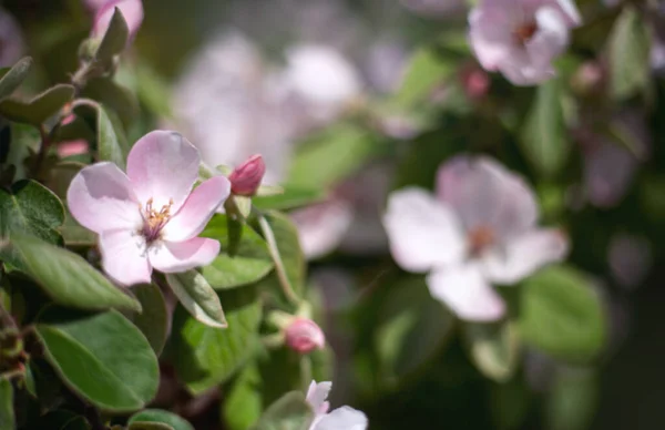 Primavera Borrosa Fondo Floral Fuera Foco Manzano Floreciente Flores Manzano — Foto de Stock