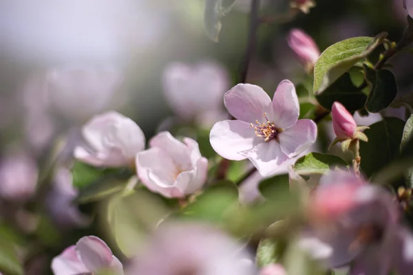 Fondo Floral Primavera Manzano Floreciente Flores Manzano Rosa Cerca Fondo — Foto de Stock