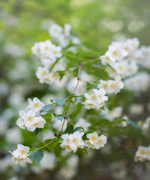 Fondo Floral Primavera Una Rama Jazmín Floreciente Arbusto — Foto de Stock