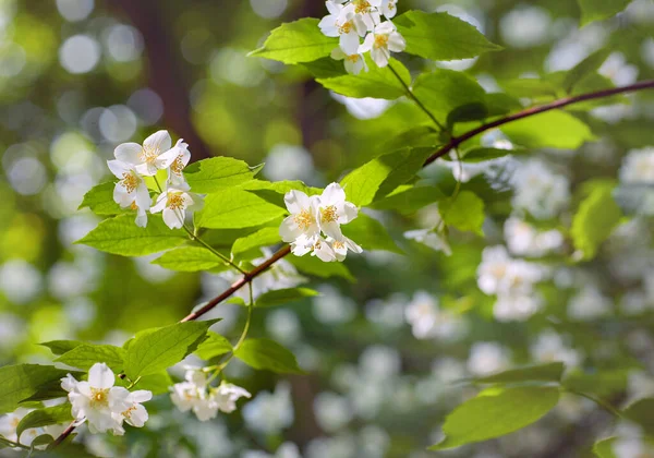 Fondo Floral Primavera Una Rama Jazmín Floreciente Arbusto — Foto de Stock