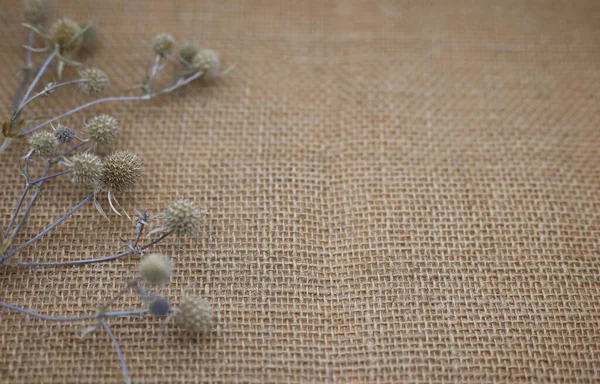 Çuval bezi üzerine dikenli bir bitkinin dalları. Metin için alanı olan doğal malzemelerin arkaplanı. Üst görünüm, eko kavramı.