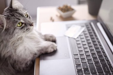 Gri bir kedi dizüstü bilgisayarda çalışıyor, monitöre bakıyor. Pençeler klavyede, kredi kartı ve kuru kedi mamasının yanında. Kedi internetten yemek sipariş eder. Çevrimiçi alışveriş, evden iş ve serbest konsept.