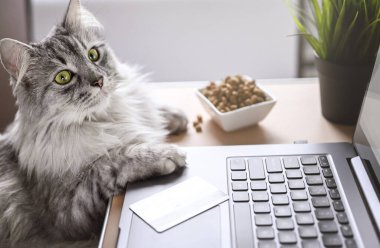 Gri kedi dizüstü bilgisayarda çalışıyor, ilgilenmiş görünüyor. Kredi kartı ve kuru kedi mamasının yanında. Kedi internetten yemek sipariş eder. Çevrimiçi alışveriş, evden iş ve serbest konsept.