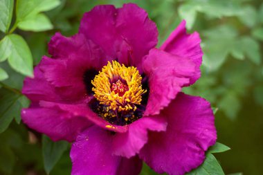 Çiçek baharı ya da yaz geçmişi. Mor Ağaç Şakayık çiçeği yakın plan.