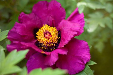 Çiçek baharı ya da yaz geçmişi. Mor Ağaç Şakayık çiçeği yakın plan.