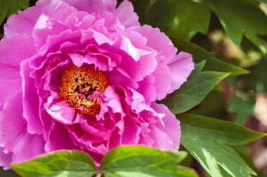 Çiçek baharı ya da yaz geçmişi. Pembe ağaçlı şakayık çiçeği yakın plan..