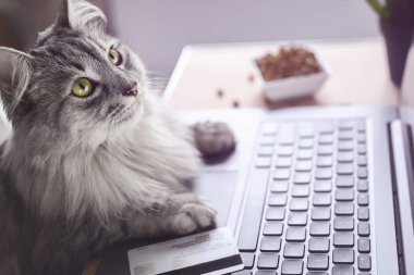 Gri bir kedi dizüstü bilgisayarda çalışıyor, monitöre bakıyor. Pençeler klavyede, kredi kartı ve kuru kedi mamasının yanında. Kedi internetten yemek sipariş eder. Çevrimiçi alışveriş, evden iş ve serbest konsept.