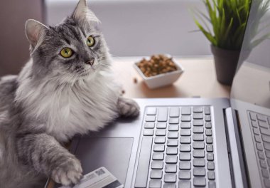 Gri bir kedi dizüstü bilgisayarda çalışıyor, monitöre bakıyor. Pençeler klavyede, kredi kartı ve kuru kedi mamasının yanında. Kedi internetten yemek sipariş eder. Çevrimiçi alışveriş, evden iş ve serbest konsept.