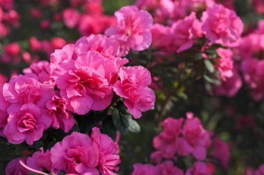 Bahar ya da yaz çiçekli arka plan. Pembe açelya çiçekleri çiçek açmış. Yakın plan, seçici odaklanma, alan derinliği.