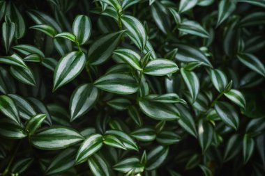 Yeşil çimen arka planı. Beyaz-yeşil yapraklı doğal bitki dokusu. Ekoloji konsepti, üst görünüm.
