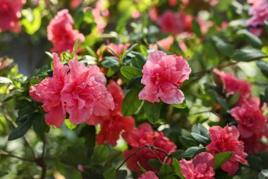 Bahar ya da yaz çiçekli arka plan. Pembe açelya sürüsü. Azalea çiçekleri tamamen çiçek açmış. Seçici odak, yüzeysel alan derinliği.