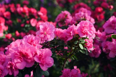 Bahar ya da yaz çiçekli arka plan. Çiçek açan pembe açelyalar. Azalea çiçekleri tamamen çiçek açmış. Seçici odak, yüzeysel alan derinliği.