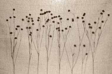 Soyut arkaplan. Açık bej bir pamuk kumaşın arkasında kurumuş otların silueti (keten dalları). Eko kavramı, doğal malzemeler.