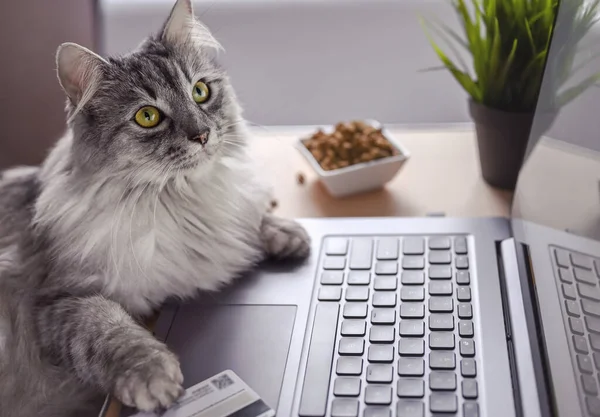 Szary Kot Pracuje Laptopie Patrzy Monitor Łapy Klawiaturze Obok Karty Zdjęcie Stockowe