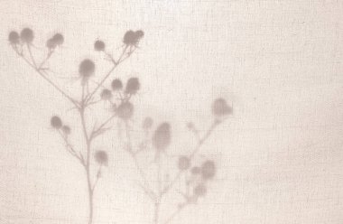 Soyut nötr arkaplan. Hafif bir pamuk bej kumaşın arkasındaki kuru otlardan bir siluet. Bej arkaplanda, kopyalama alanı olan dalların gölgeleri. Doğal ışık efektleri için gölge.