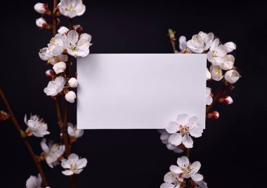Bahar kompozisyonu. Çiçek açan kayısı dallarının üzerindeki boş kart. Siyah arkaplan, sığ alan derinliği, kopyalama alanı. Düzen, kartpostallar için boşluk, davetiyeler, duyurular.