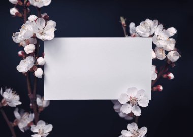 Bahar kompozisyonu. Çiçek açan kayısı dallarının üzerindeki boş kart. Siyah arkaplan, sığ alan derinliği, kopyalama alanı. Düzen, kartpostallar için boşluk, davetiyeler, duyurular.