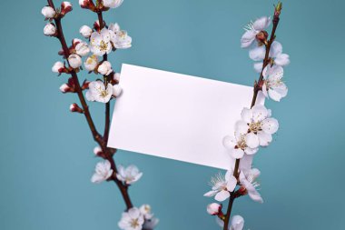 Bahar kompozisyonu. Çiçek açan kayısı dallarının üzerindeki boş kart. Mavi arkaplan, kopyalama alanı. Düzen, kartpostallar için boşluk, davetiyeler, duyurular.