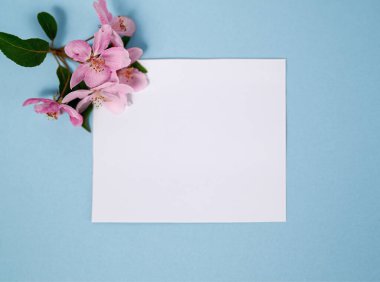 Mavi arka planda pembe elma ağacı çiçekleri olan boş bir kart. Düz konum, üst görünüm, kopyalama alanı,