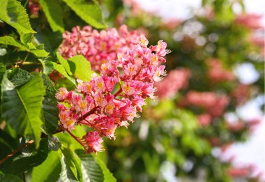 Doğal bahar geçmişi. Çiçekli pembe kestane yakın plan bulanık .