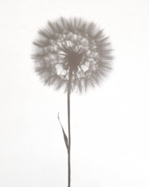 Soyut çiçek arkaplanı. Karahindiba gölgesi beyaz kağıt üzerinde.