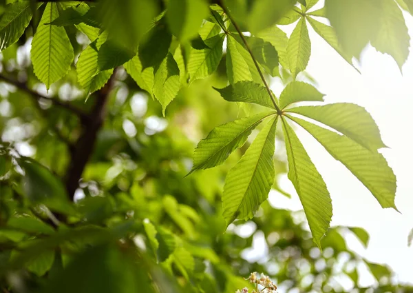 春天的自然背景 栗树绿叶遮挡阳光 — 图库照片