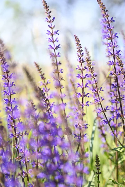 Summer herbal background. Wild purple flowers in the meadow, morning sun.