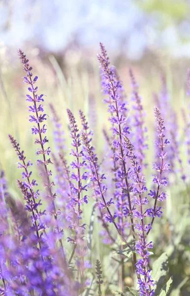 Summer herbal background. Wild purple flowers in the meadow, morning sun.