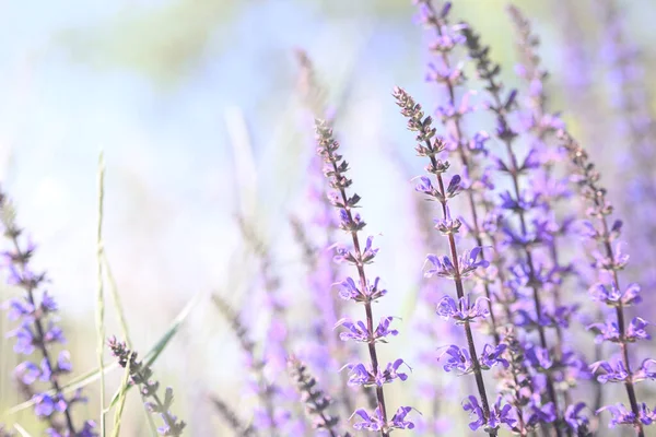 Summer herbal background. Wild purple flowers in the meadow, morning sun.