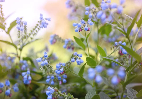 Summer herbal background. Wild purple flowers in the meadow, morning sun.