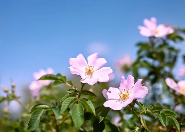 Fondo Floral Primavera Verano Flores Rosa Mosqueta Contra Cielo Azul — Foto de Stock