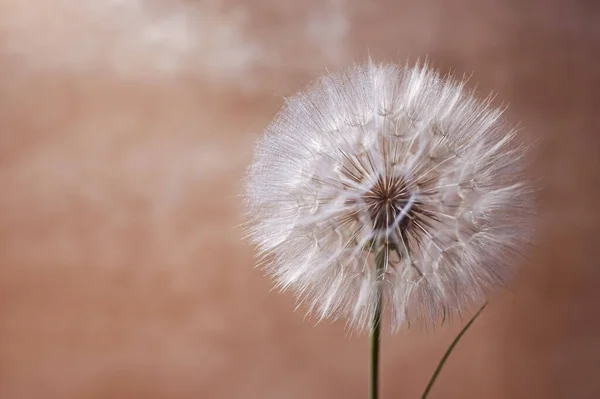 Fondo Con Semillas Diente León Esponjosas Diente León Gigante Cerca — Foto de Stock