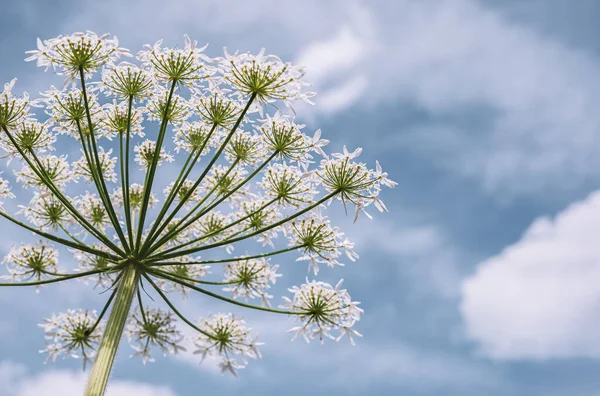 Fondo Vegetal Natural Perico Vaca Heracleum Lanatum Contra Cielo Azul — Foto de Stock