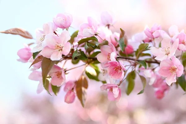 Fondo Floral Primavera Suave Una Rama Manzano Floreciente Cerca Fondo — Foto de Stock